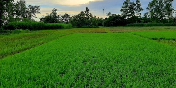 নগরায়ণের ফলে কমছে কৃষি জমি ও বনাঞ্চল